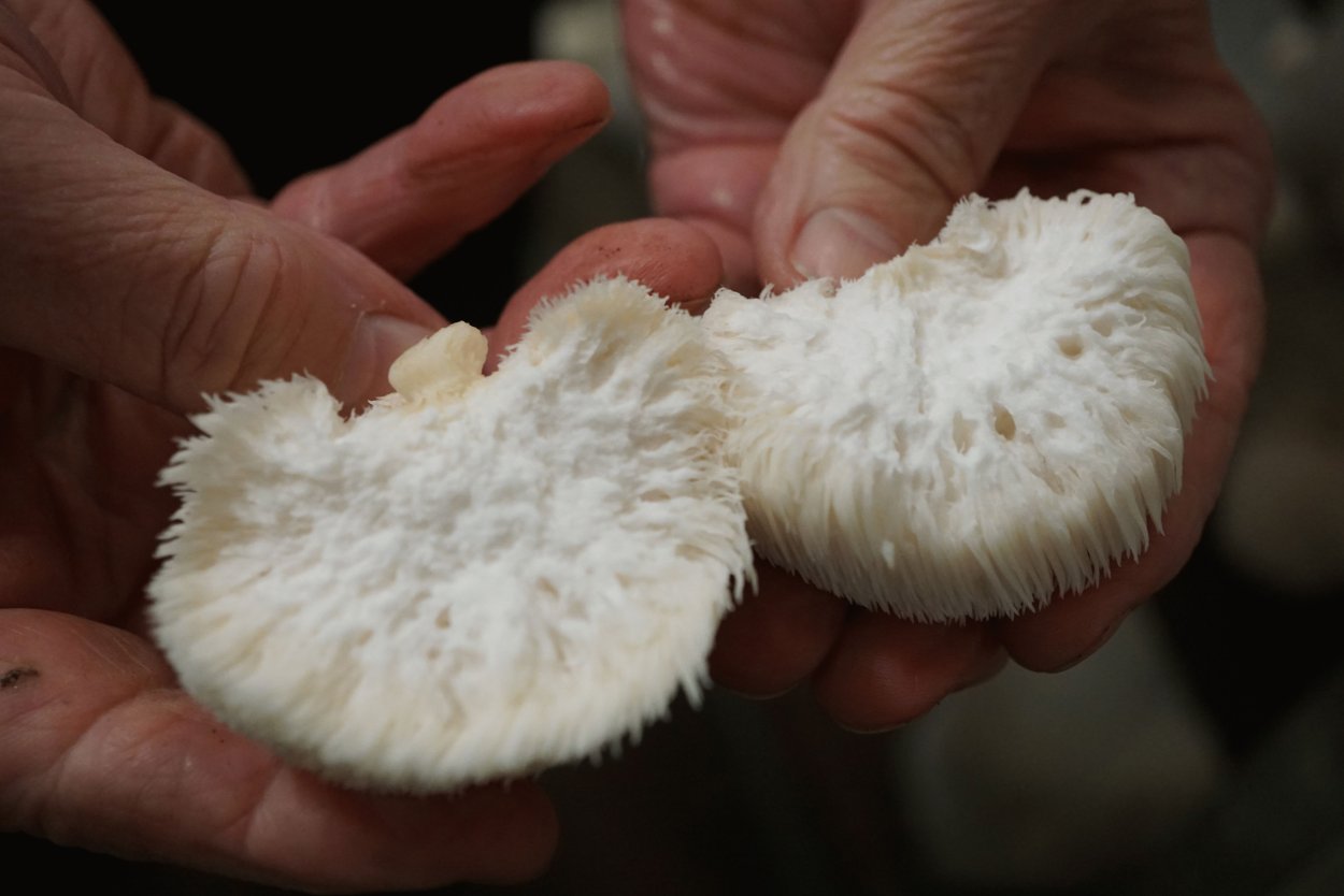 Ежовик гребенчатый сушеный