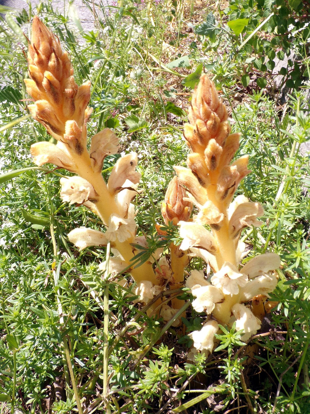 Сорняк заразиха подсолнечная