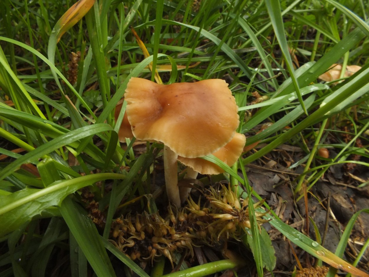 Коллибия веретеноногая