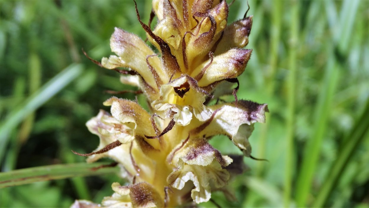 Заразиха бледноцветковая