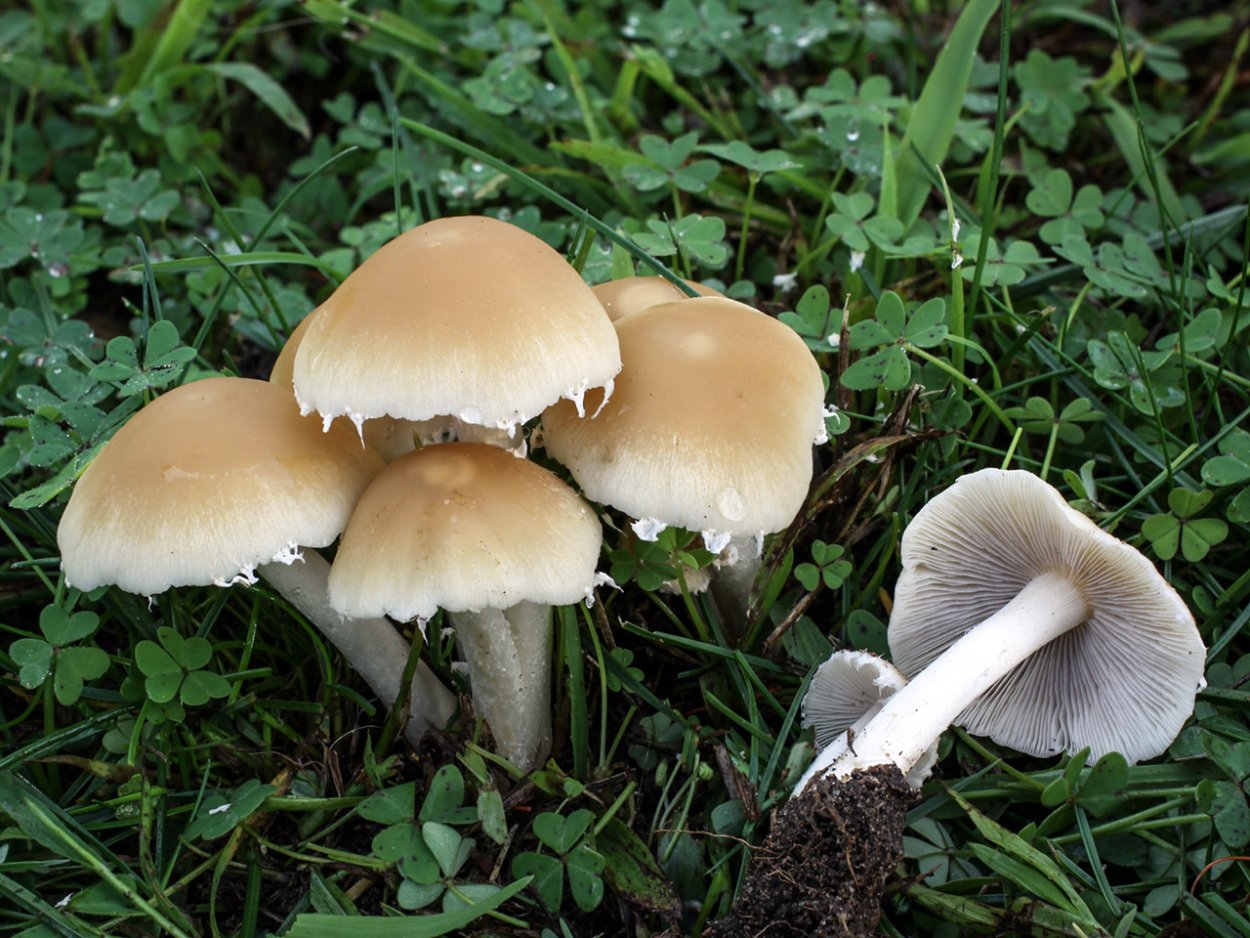 Опята луговые ложные