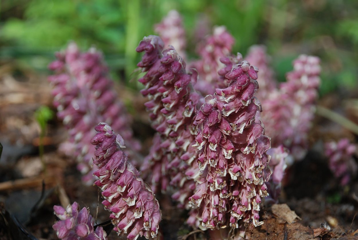 Петров крест чешуйчатый