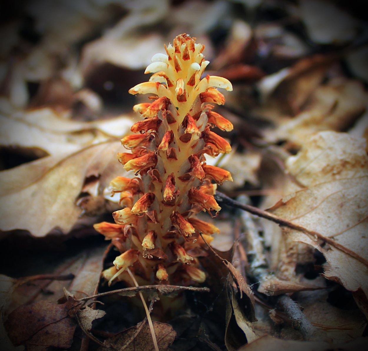 Заразиха (Orobanche