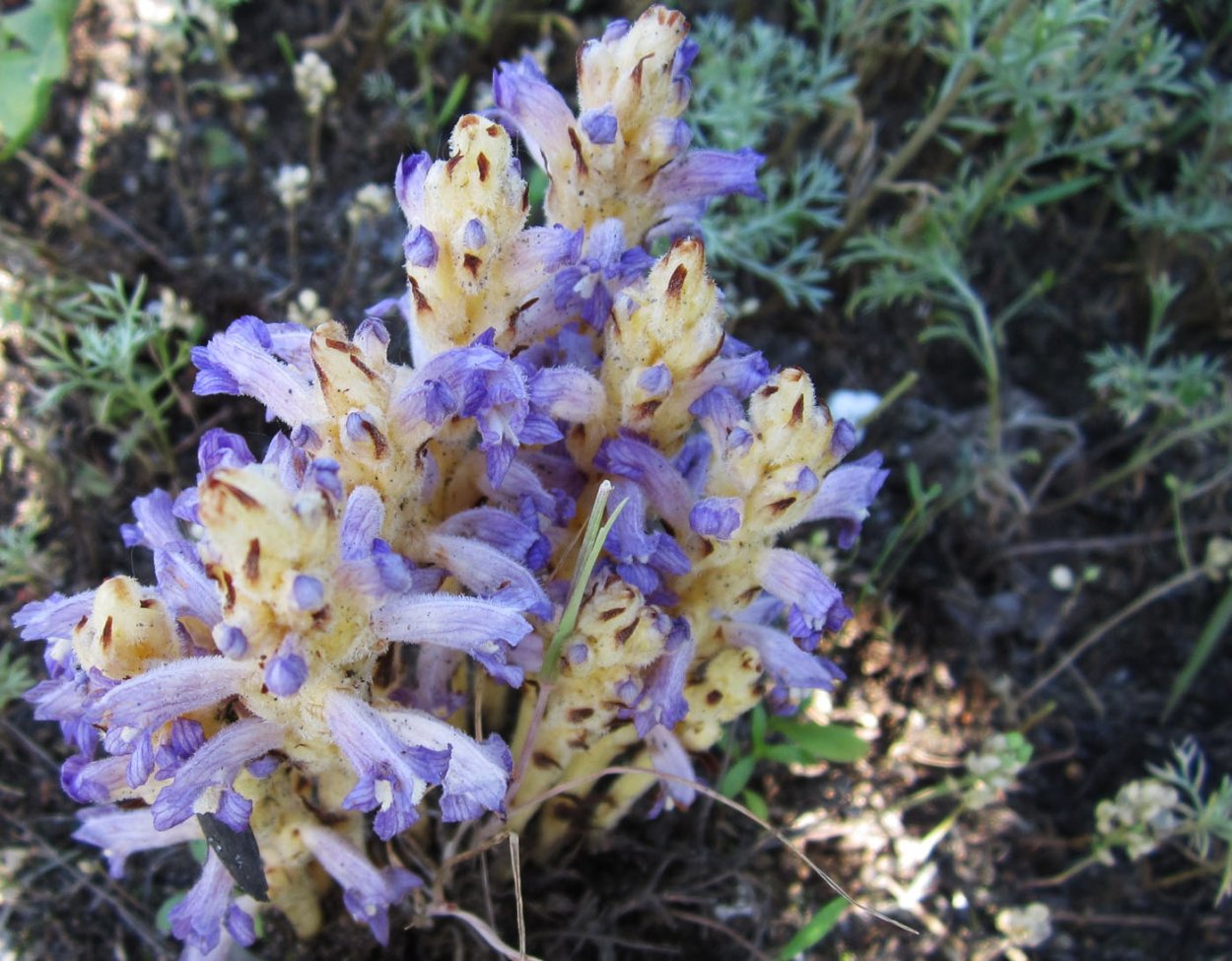 Orobanche SPP ( заразиха)