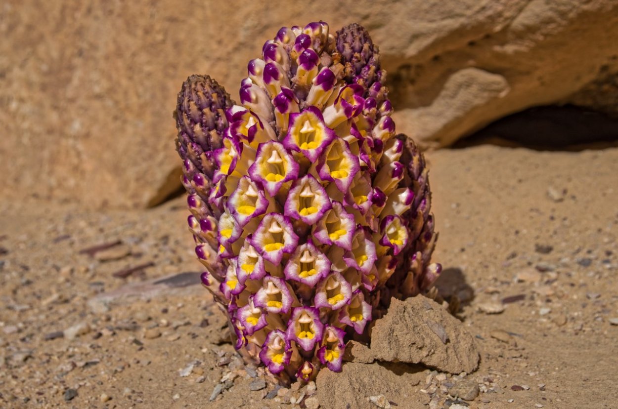 Заразиха цистанхе