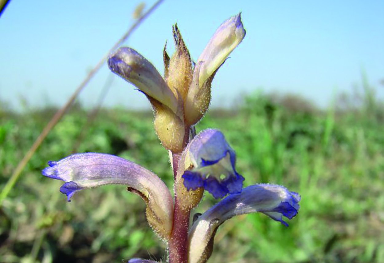 Заразиха волчок