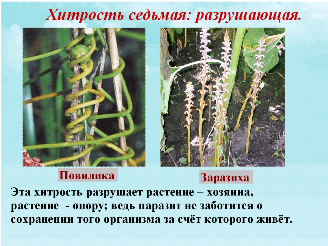 Растения паразиты повилика Петров крест