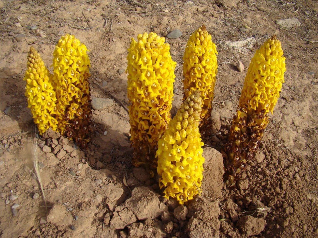 Заразиха пустынная