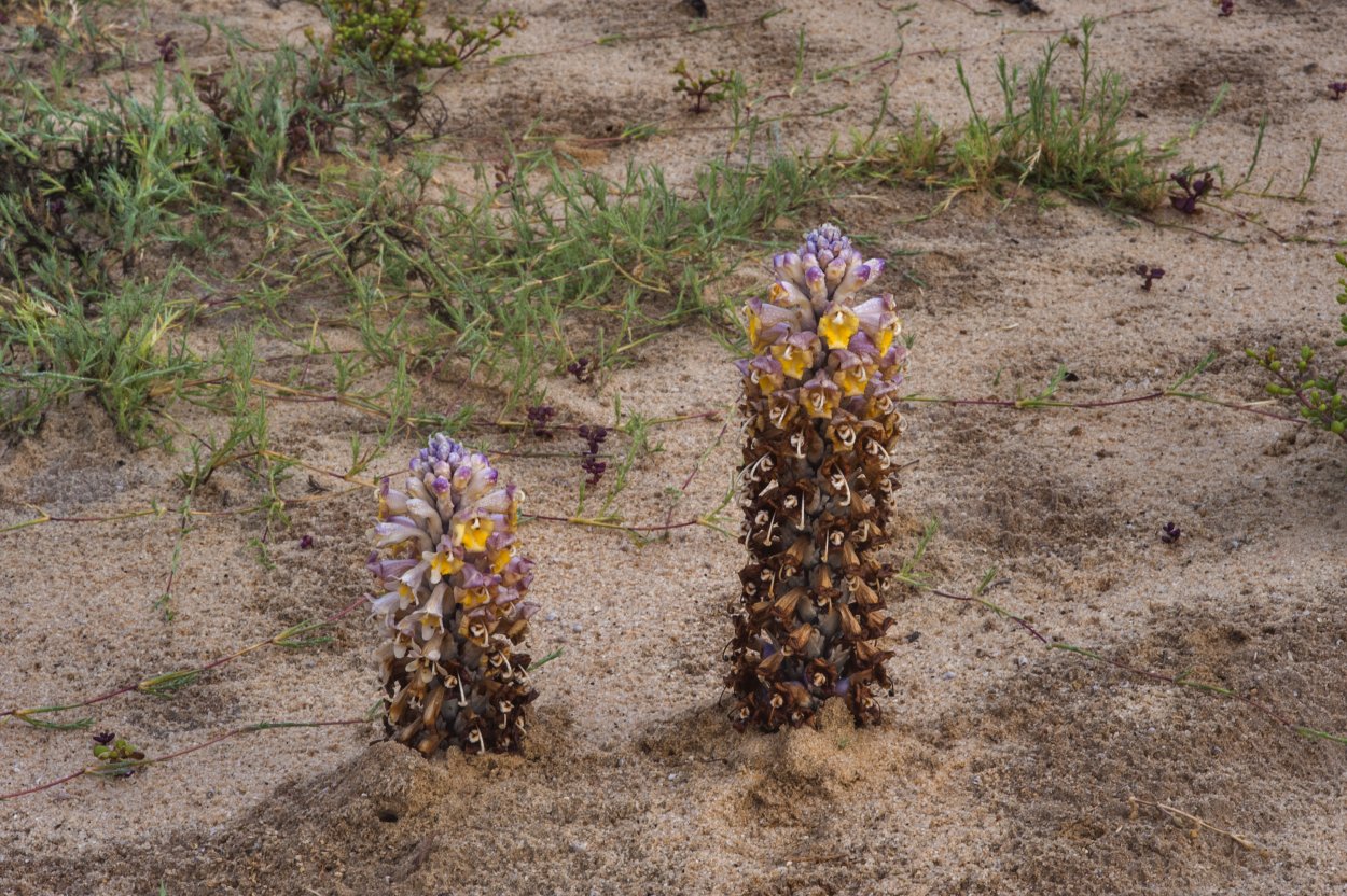 Заразиха бледноцветковая