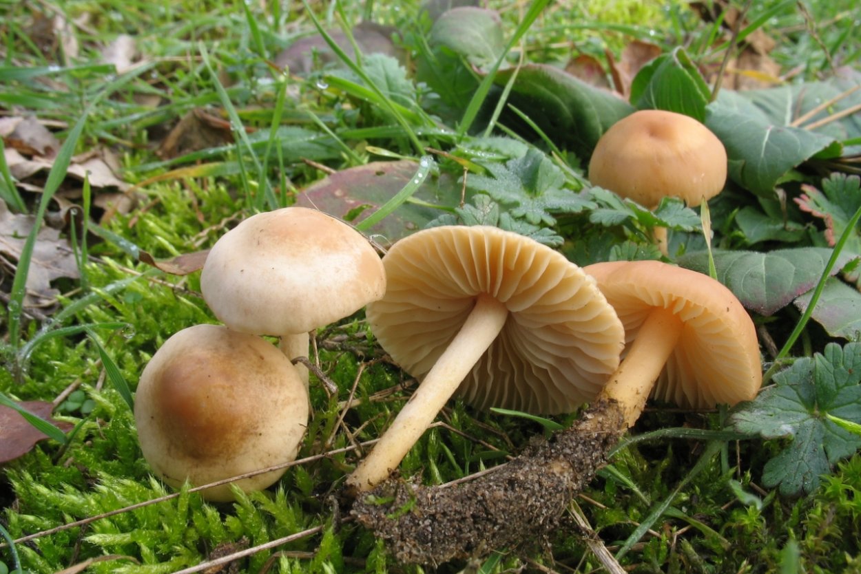 Опенок Луговой негниючник