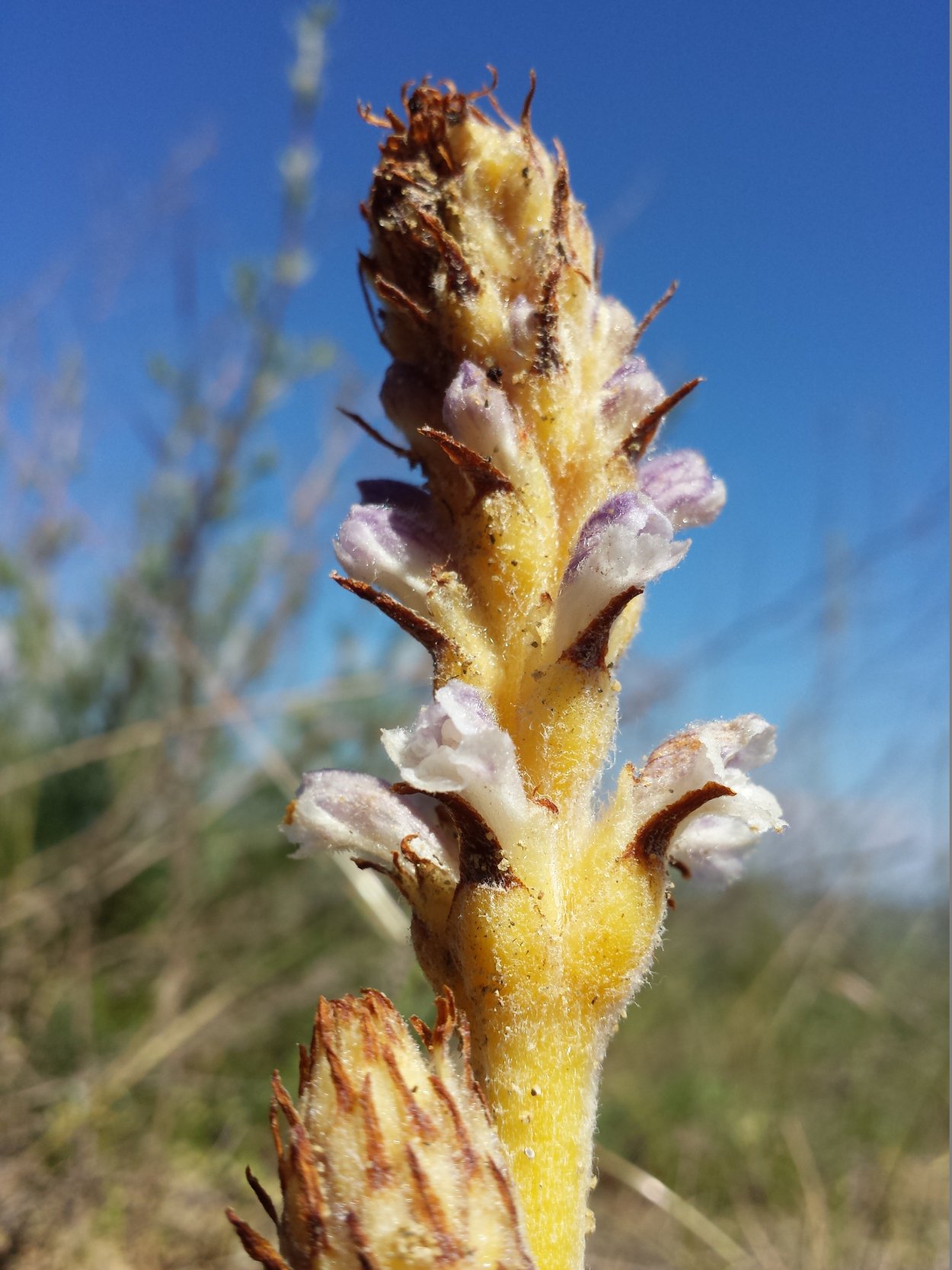 Заразиха бледноцветковая