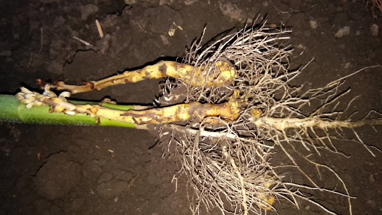 Гаустории заразихи