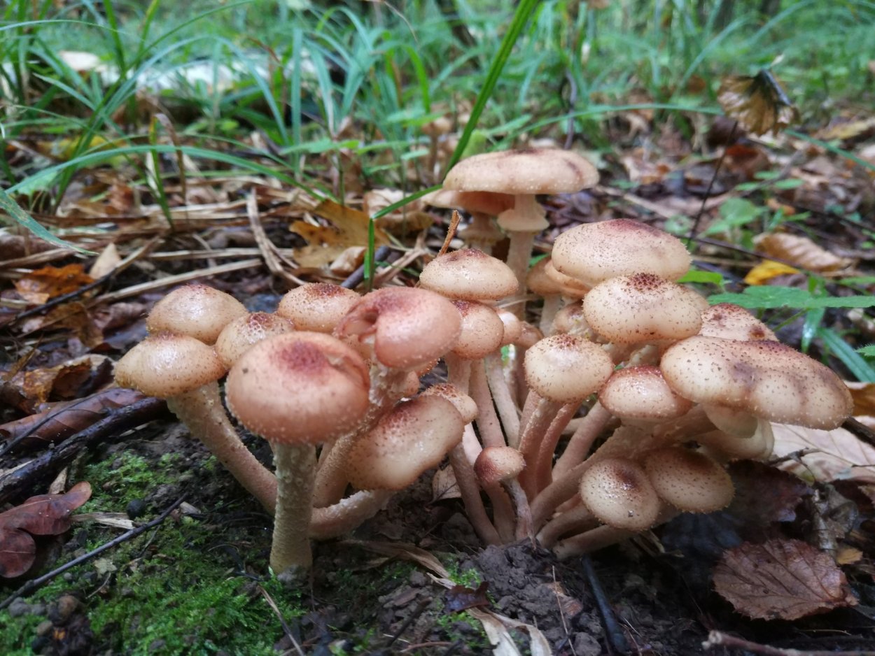 Грибы опята осенние луговые