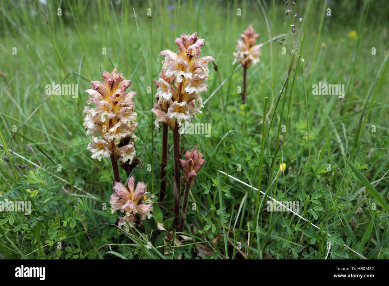 Заразиха гвоздичная