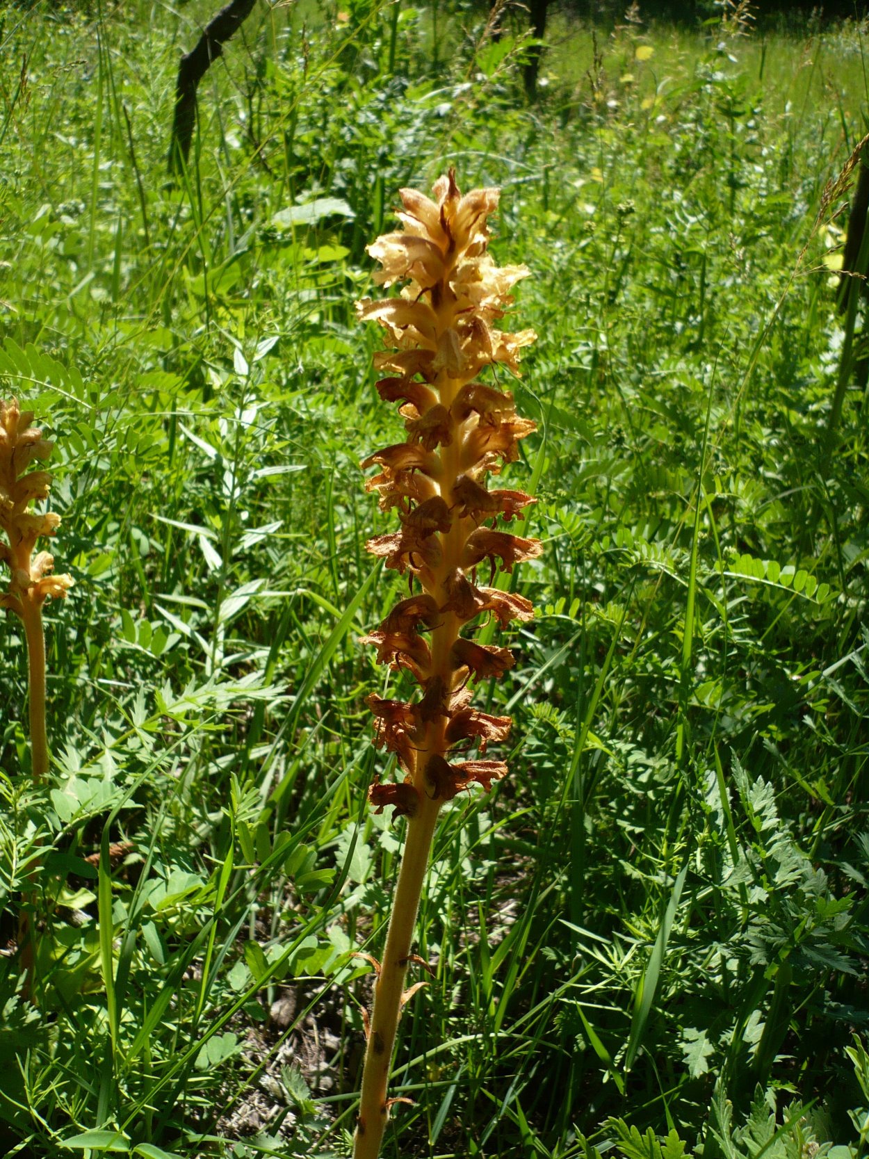 Orobanche SPP ( заразиха)
