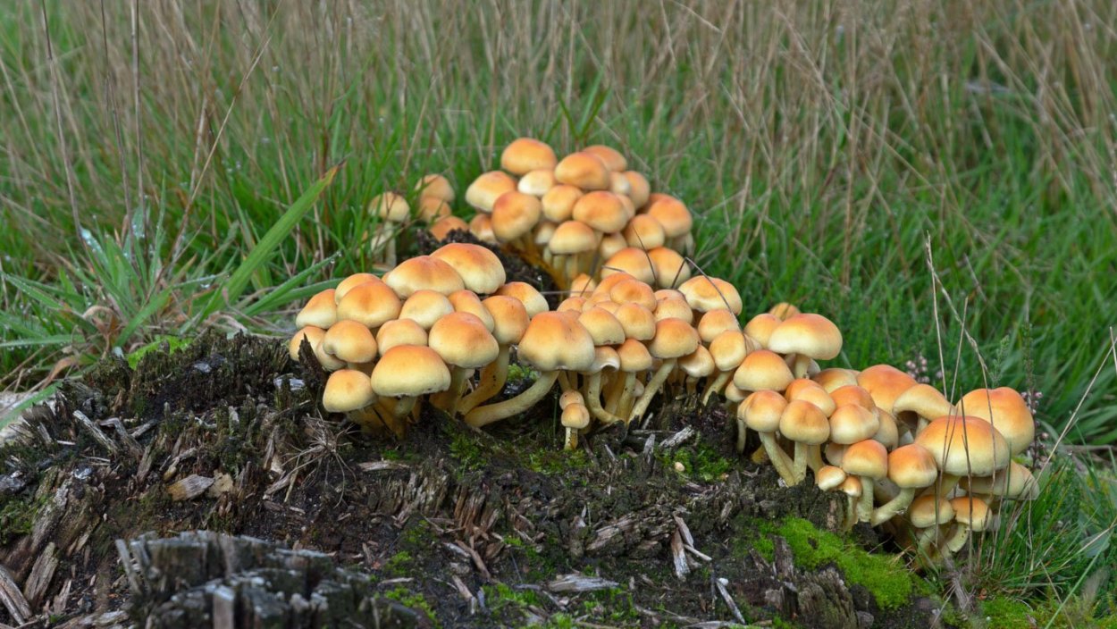 Ложноопенок серопластинчатый (Hypholoma capnoides)