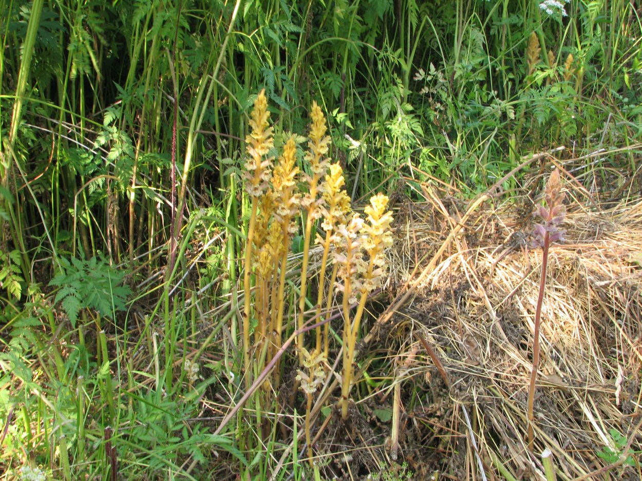 Заразиха пустынная