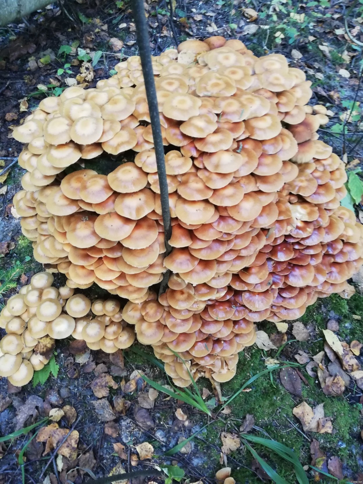 Грибы опята осенние луговые