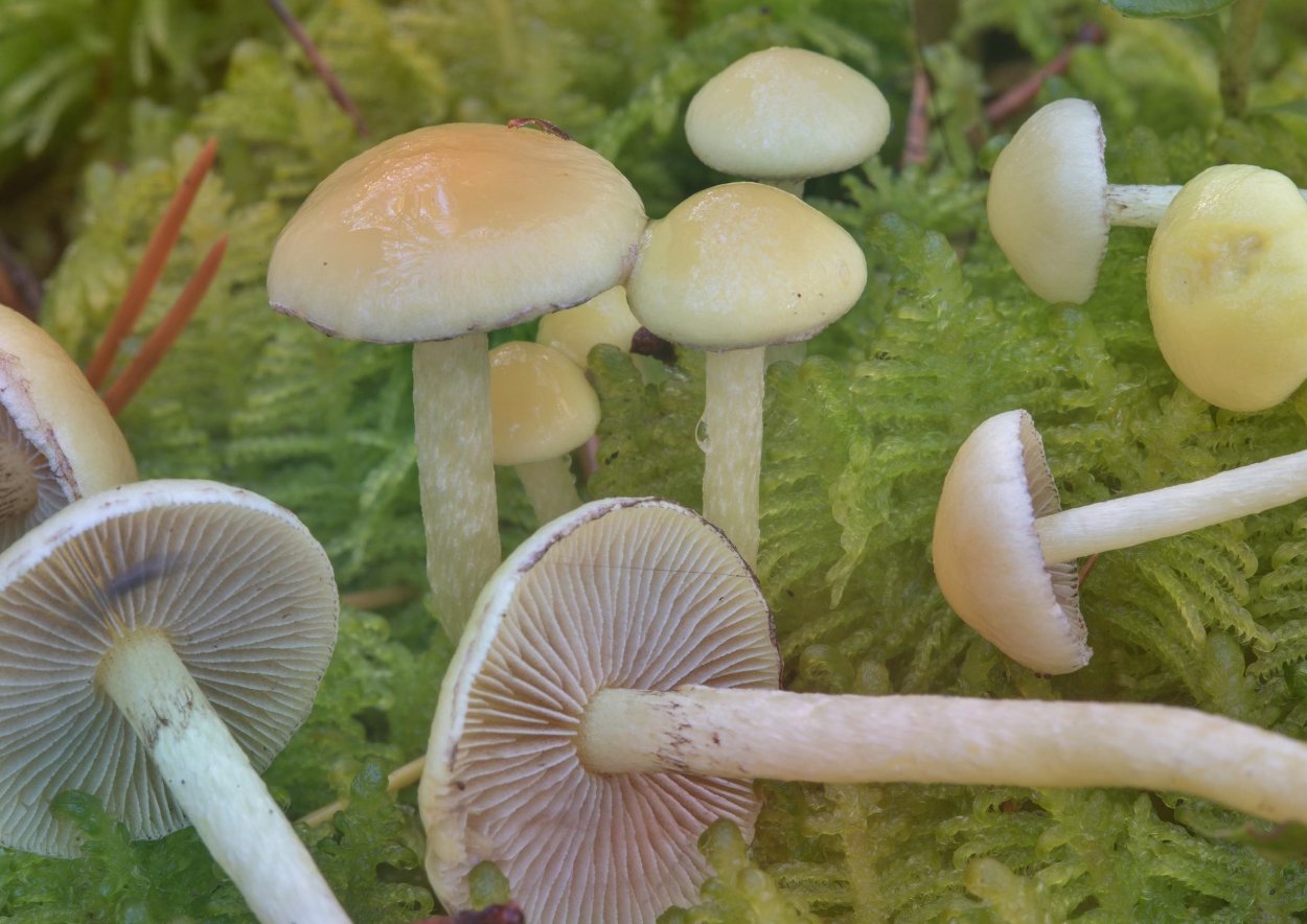 Луговой опенок Грибоведы