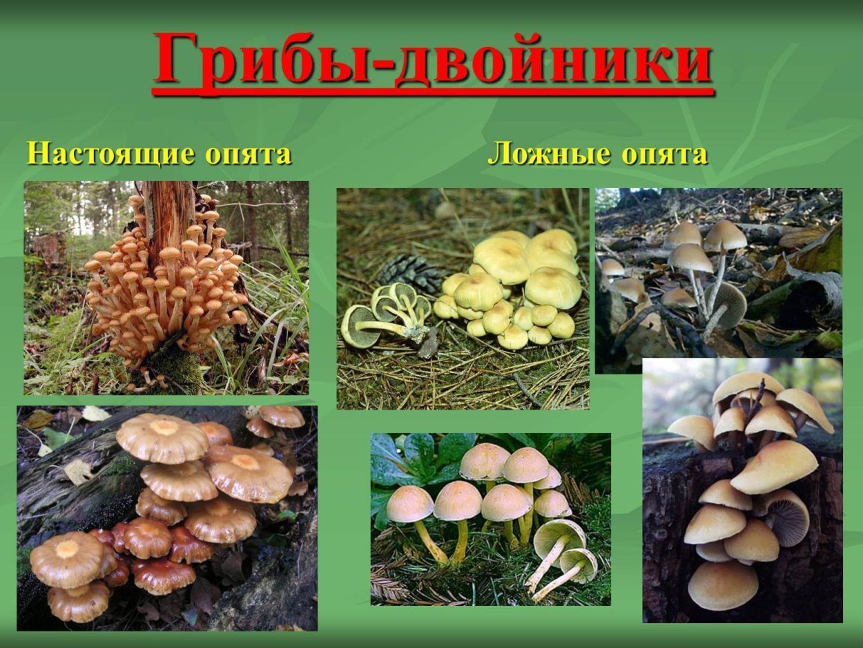 Опята фото ложные и настоящие как отличить