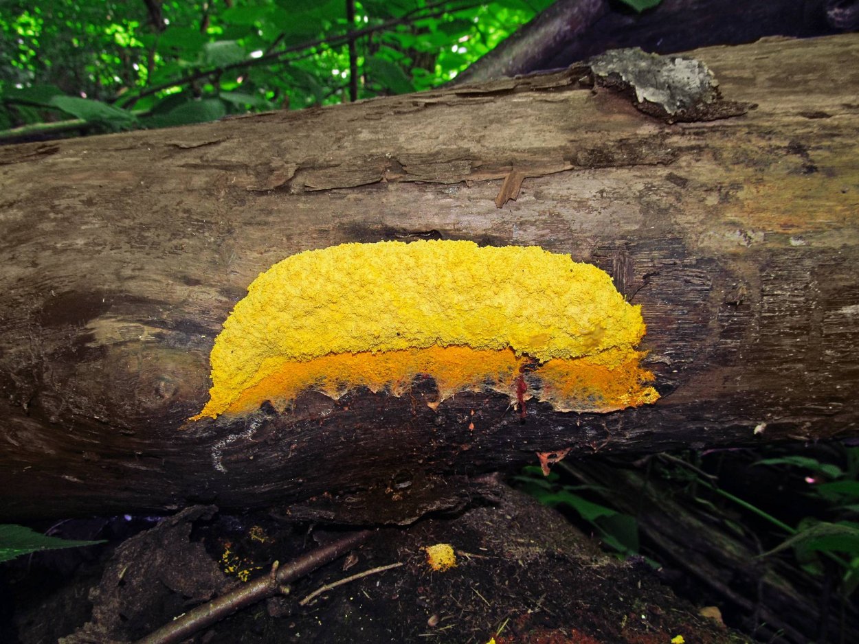 Fuligo septica,,слизевик