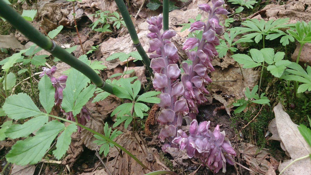 Заразиха (Orobanche