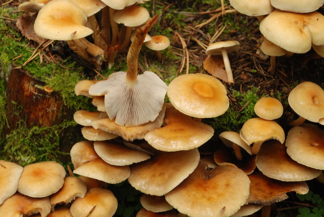 Луговые опята съедобные