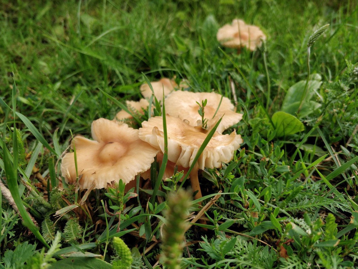 Ложноопенок серно-желтый