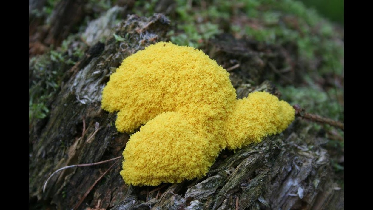 Плазмодий Фулиго