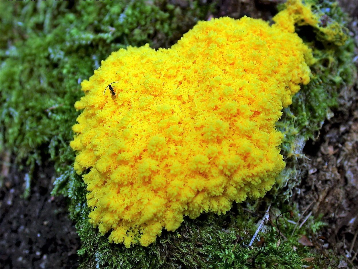 Фулиго гнилостный Fuligo septica