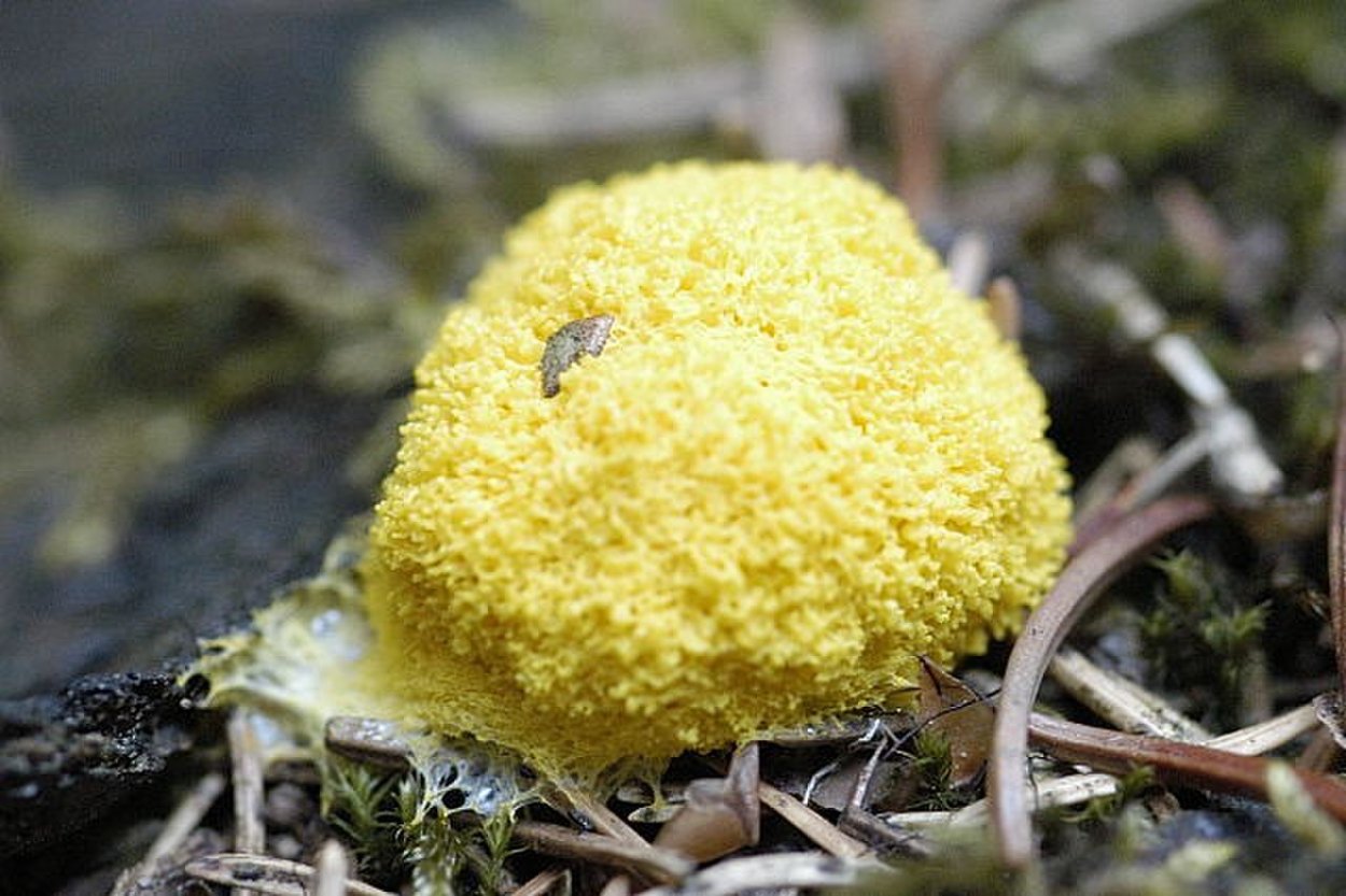 Фулиго жизненный цикл