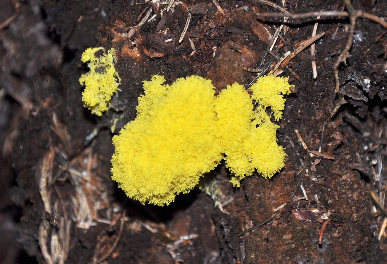 Фулиго гнилостный плазмодий