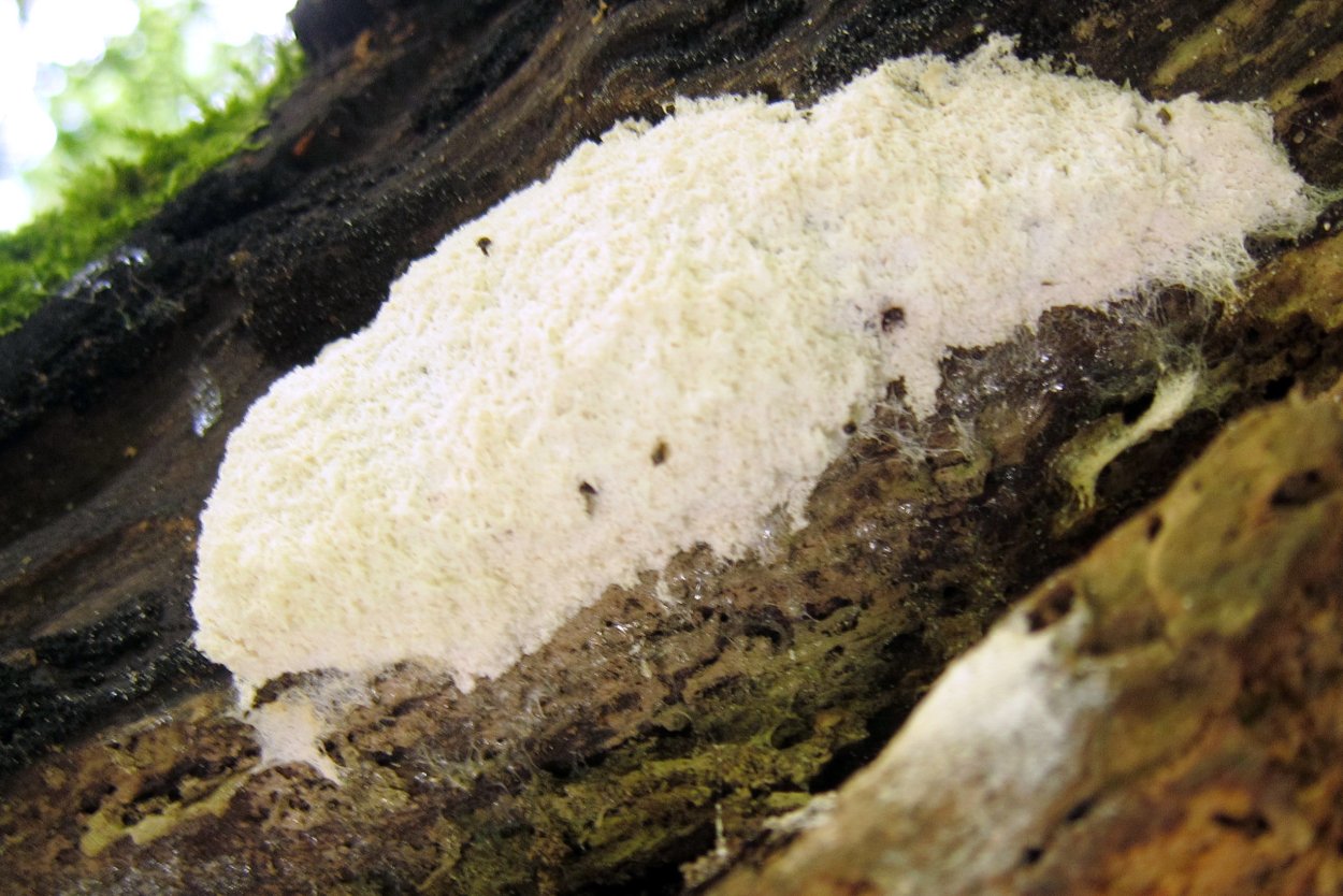 Слизевик белый