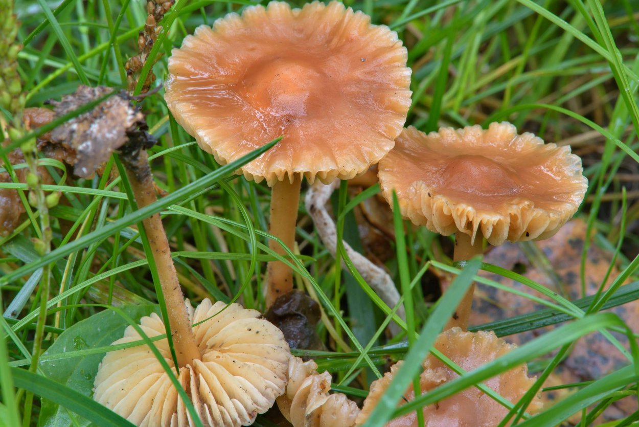 Опенок Луговой Marasmius Oreades