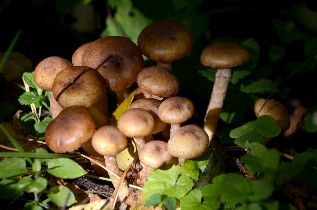 Опенок Луговой негниючник