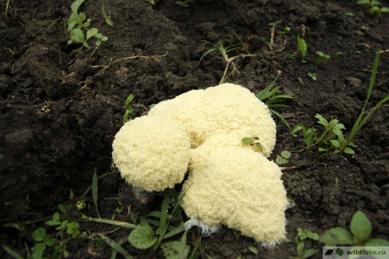 Фулиго гнилостный