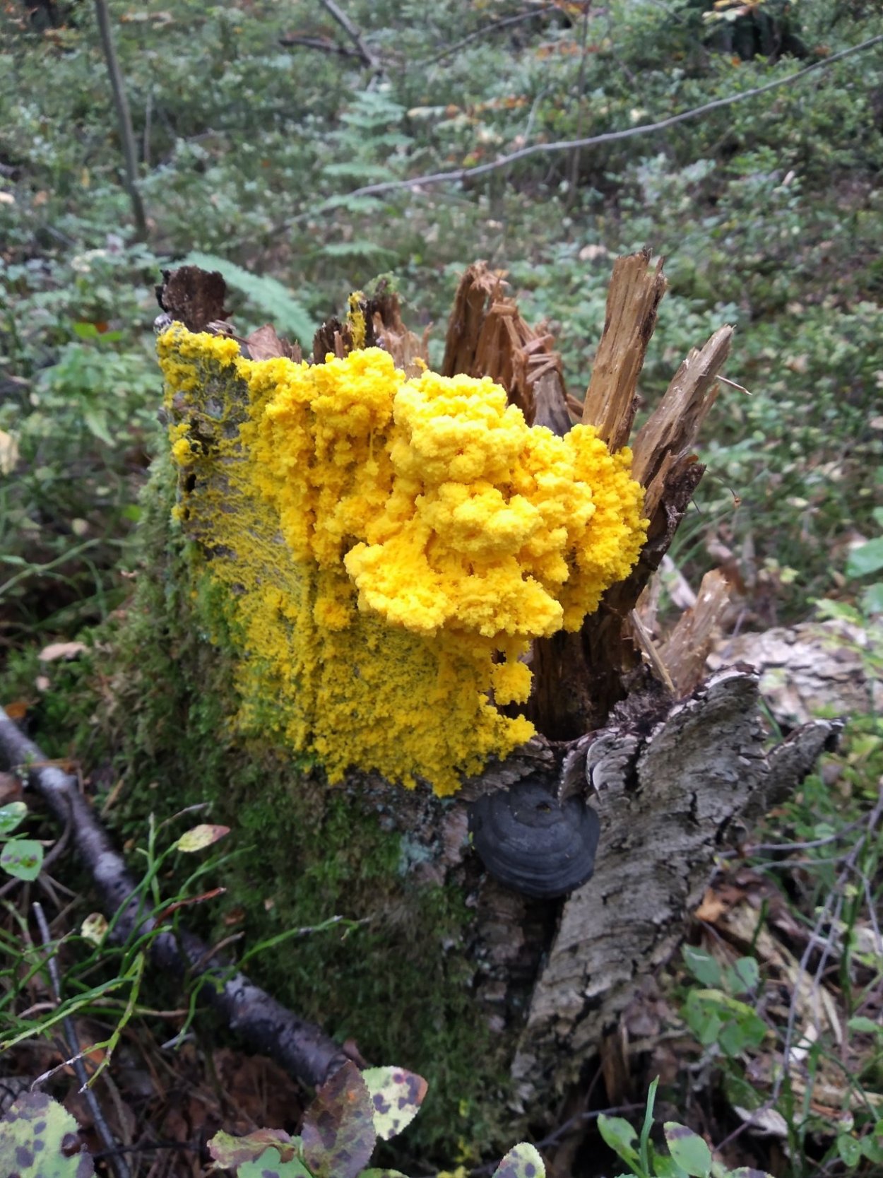 Желтые плесневые грибы на почве