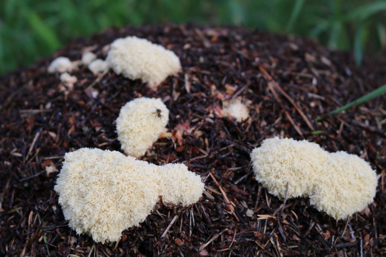 Фулиго гнилостный