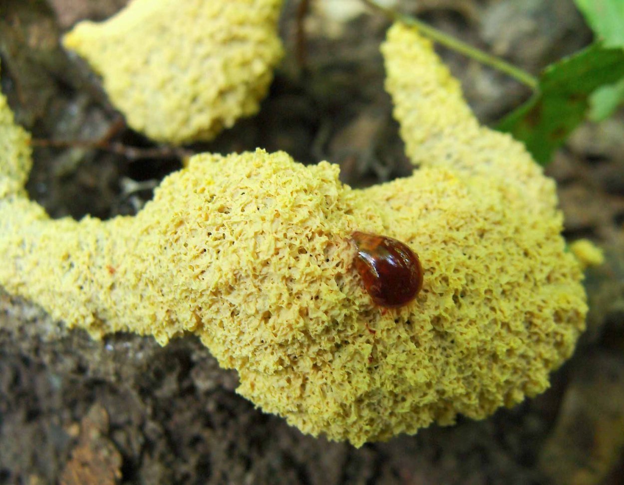 Грибок от слизней