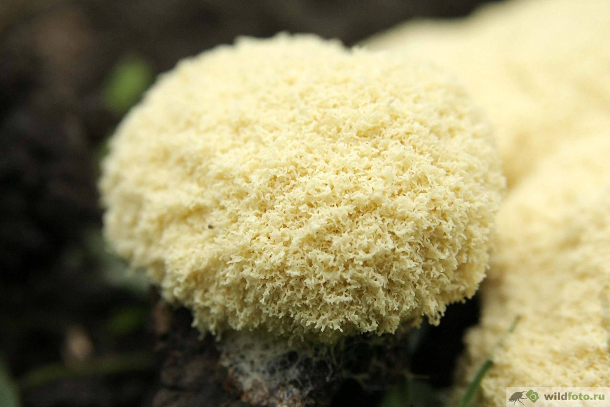 Фулиго гнилостный