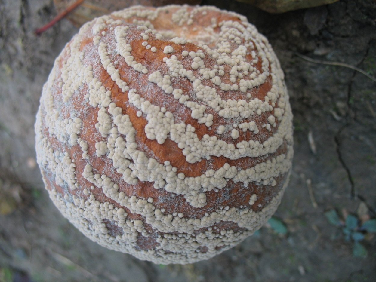 Слизевик Фулиго Моховой