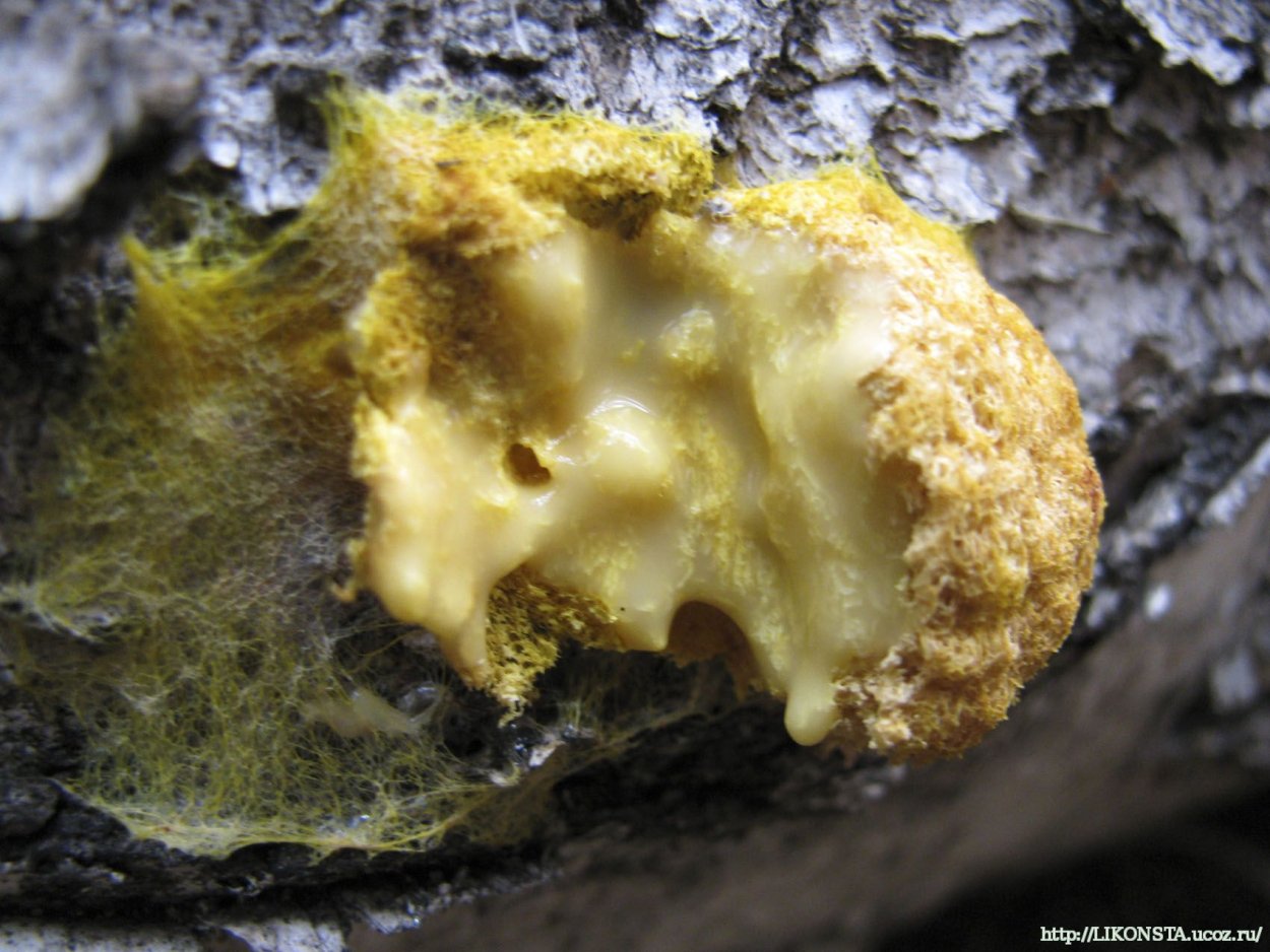 Грибы паразиты Фулиго