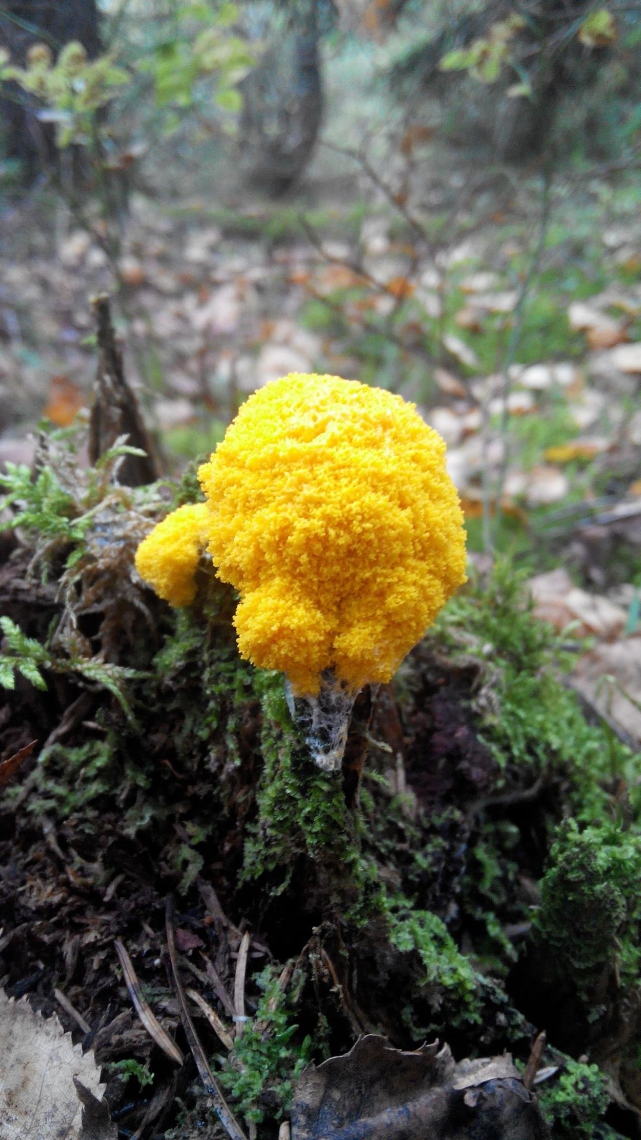 Фулиго гнилостный Fuligo septica