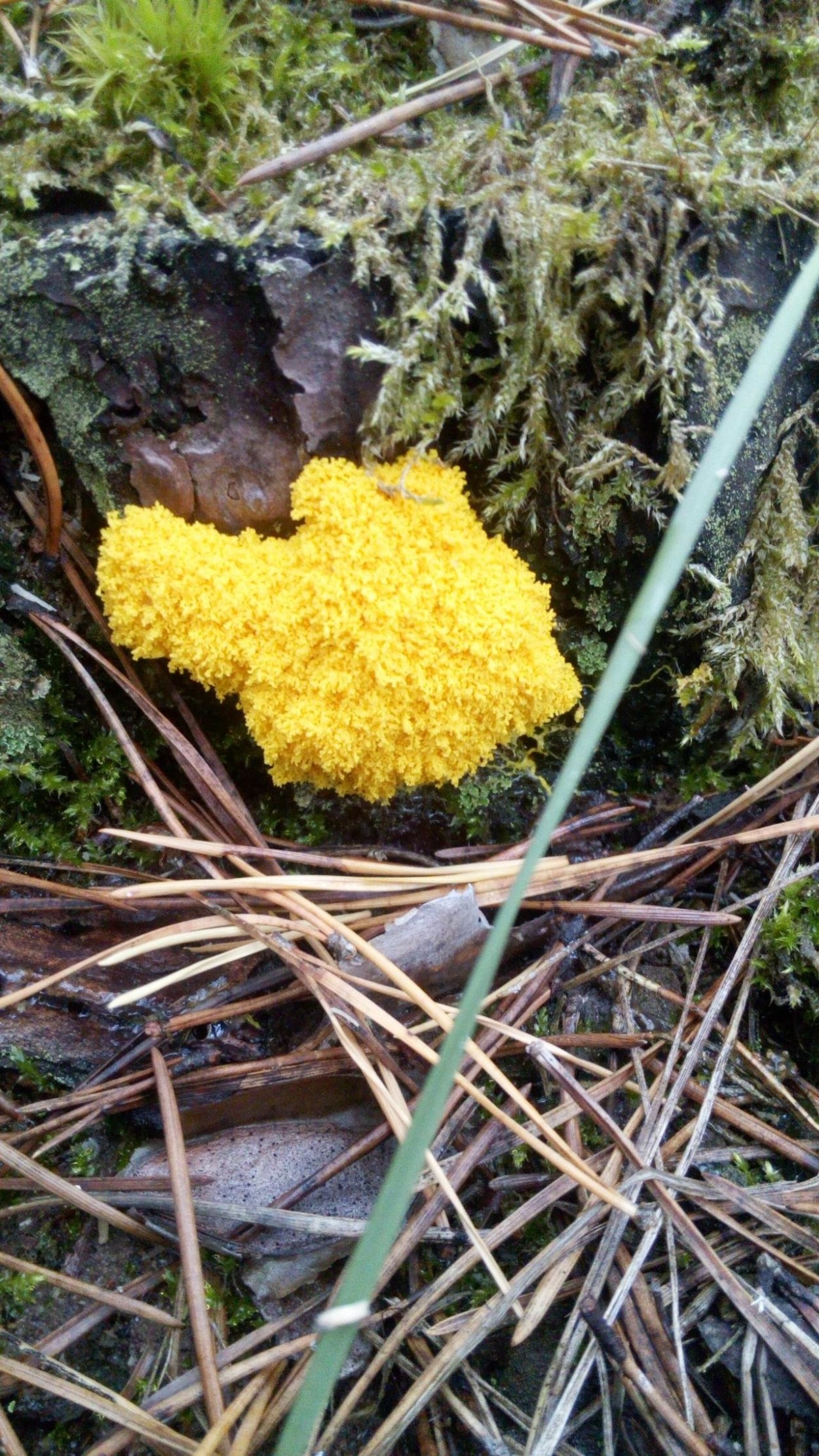 Фулиго рисунок