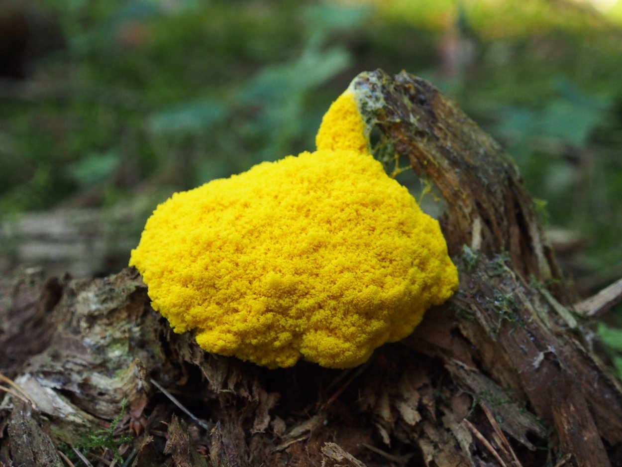 Слизевик Фулиго Моховой