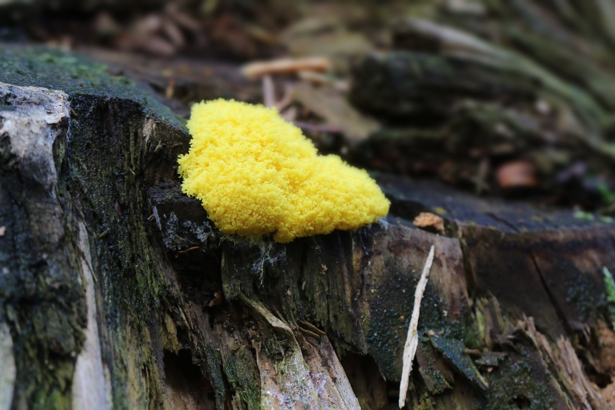 Слизевик Фулиго Моховой