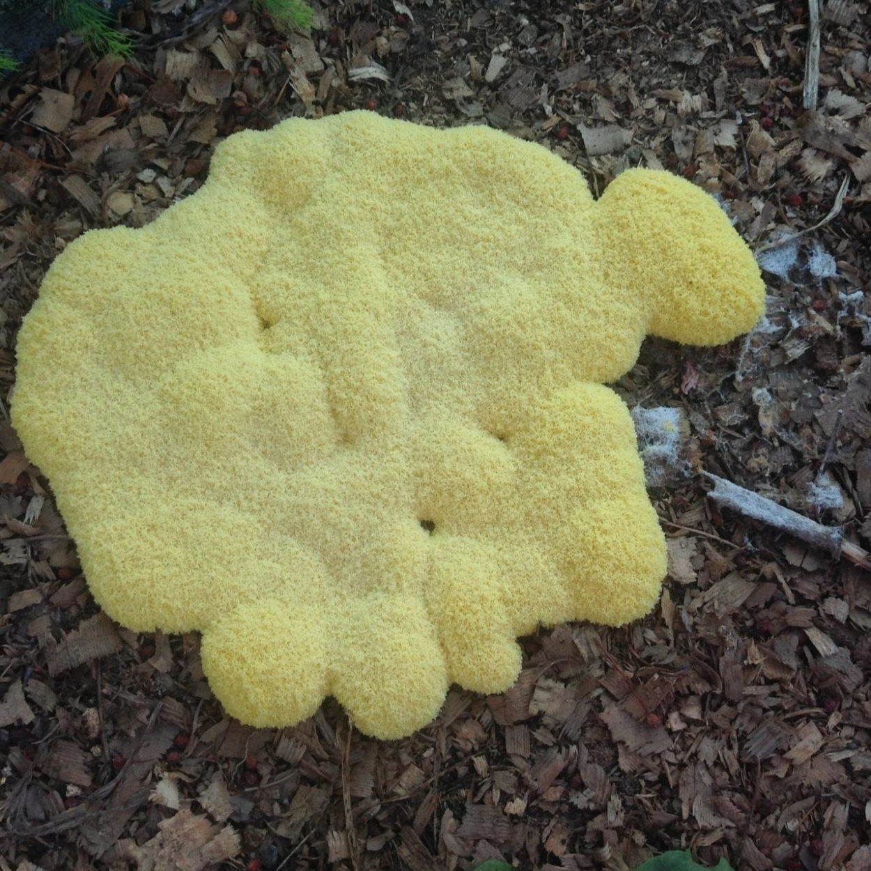 Гриб Фулиго гнилостный