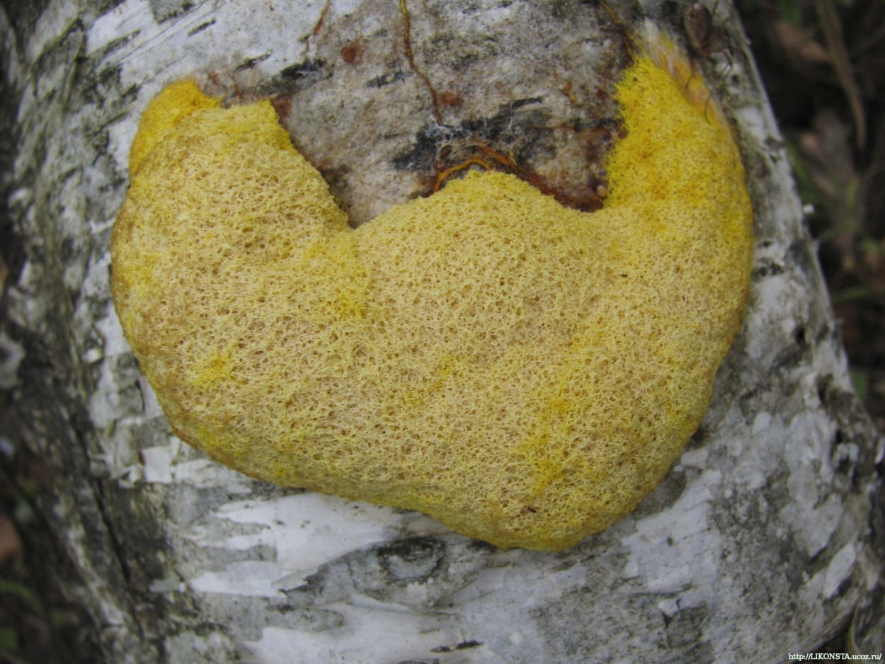 Гриб желтый слизевик