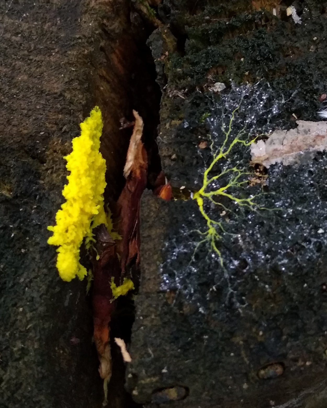 Фулиго желтый