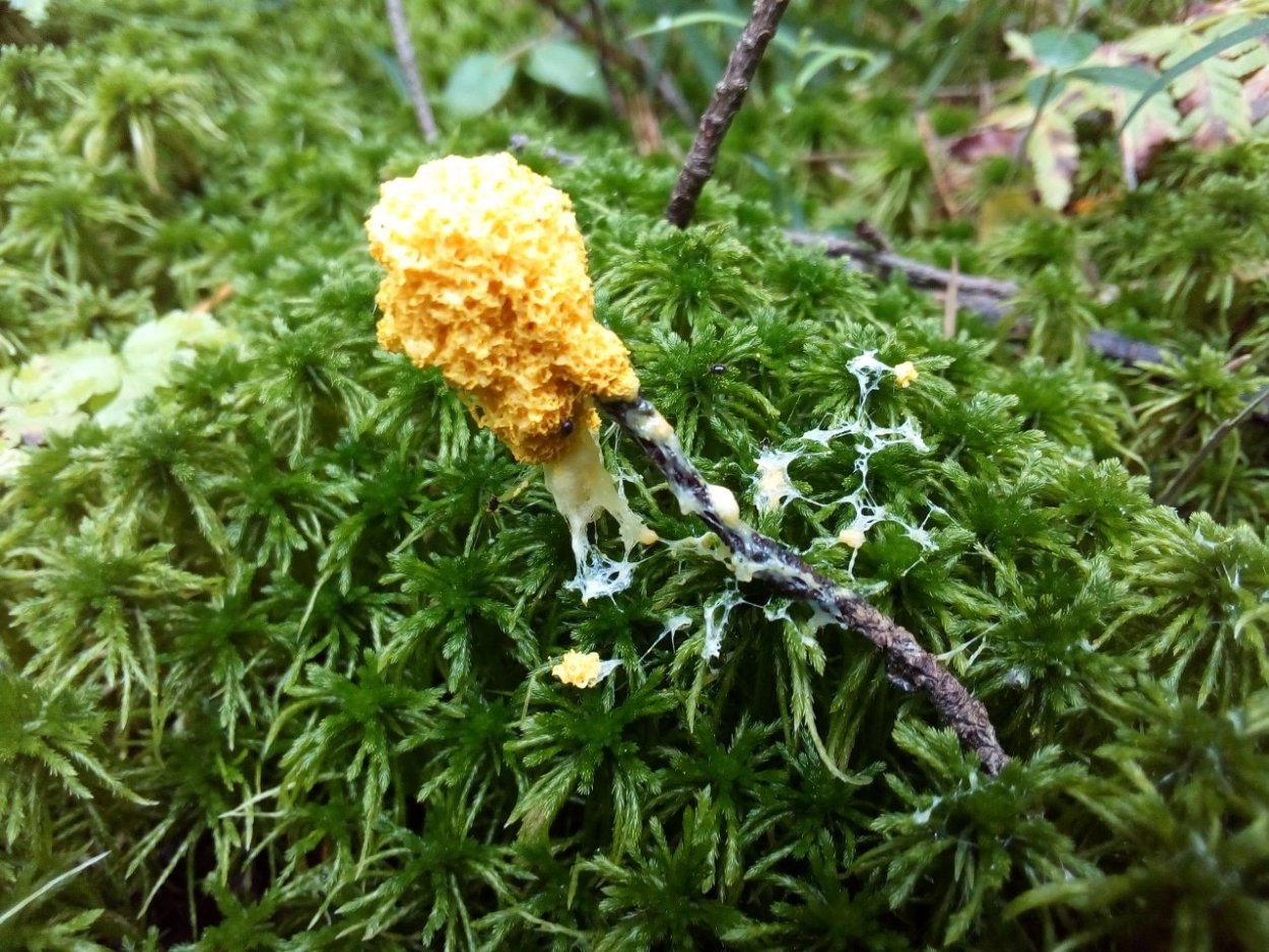 Слизевик Фулиго Моховой